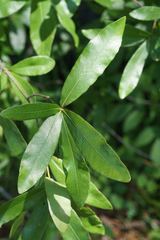 Quercus incana