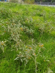 Solanum elaeagnifolium