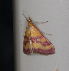 Pyrausta virginalis