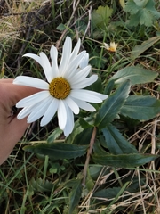 Leucanthemum × superbum