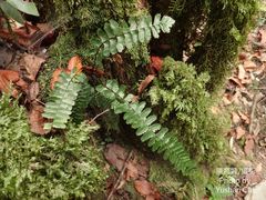 Asplenium normale normale