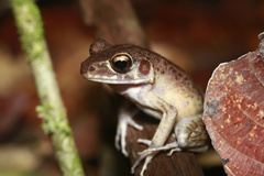 Pulchrana baramica