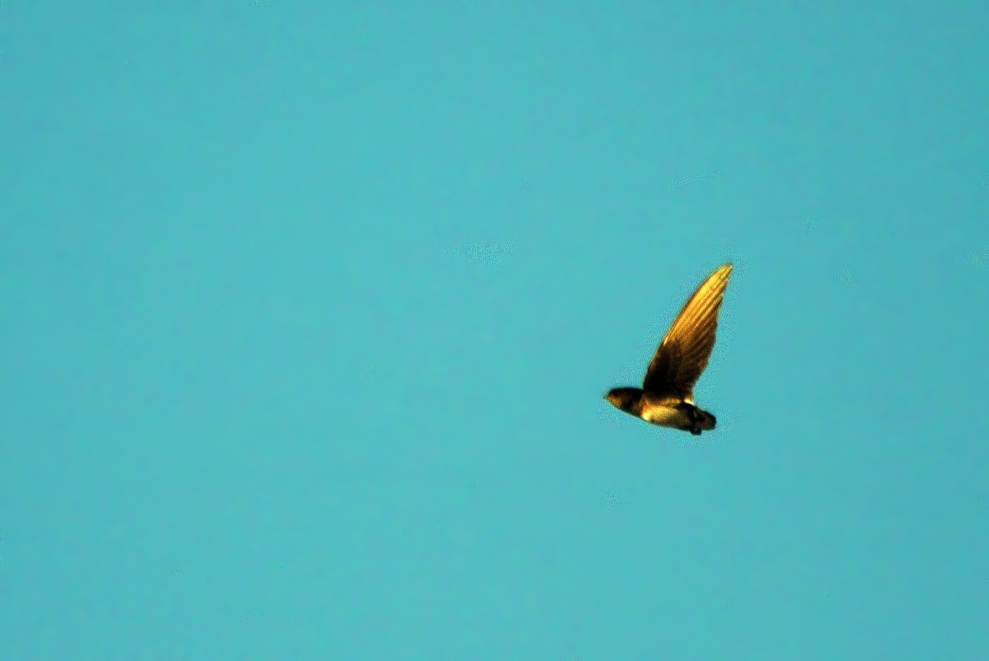Böhm's Spinetail (Neafrapus boehmi), photo 6