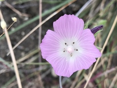 Sidalcea diploscypha