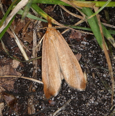 Schoenobius gigantella