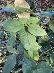 Koenigia campanulata