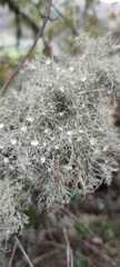Usnea florida