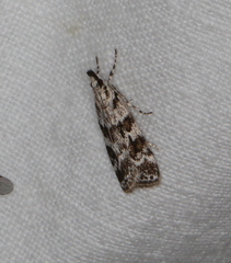 Scoparia basistrigalis