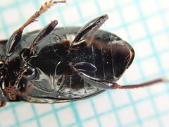 Amara similata