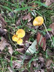 Gliophorus psittacinus