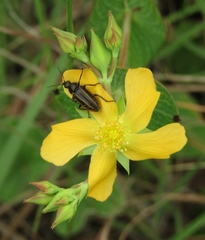 Hypericum connatum