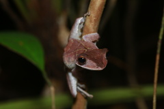 Polypedates colletti