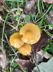 Gliophorus psittacinus