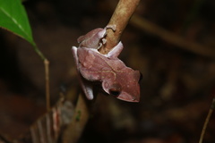 Polypedates colletti