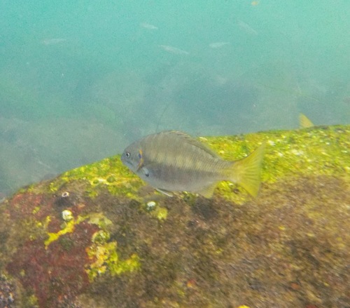Zebra-perch Sea Chub