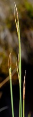 Schoenus quadrangularis