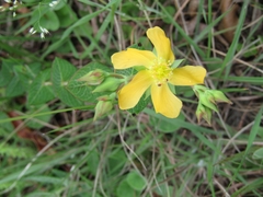 Hypericum connatum