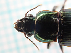 Harpalus distinguendus