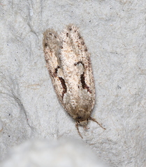 Semioscopis steinkellneriana