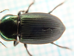 Harpalus distinguendus