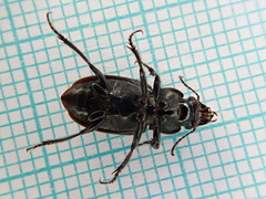 Harpalus distinguendus