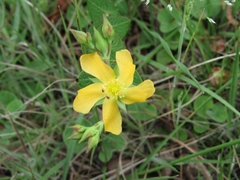 Hypericum connatum