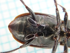Harpalus distinguendus