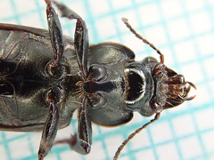 Harpalus distinguendus