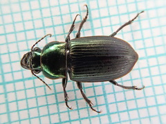 Harpalus distinguendus