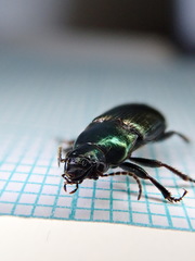 Harpalus distinguendus