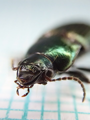 Harpalus distinguendus