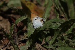 Hypolycaena othona