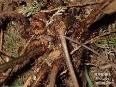 Dryopteris apiciflora