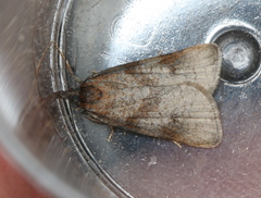 Sparganothis praecana