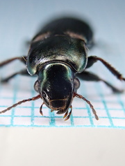 Harpalus distinguendus