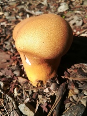 Agaricales