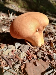 Agaricales