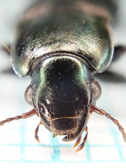 Harpalus distinguendus