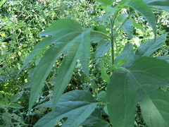 Ambrosia trifida trifida