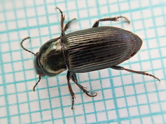Harpalus distinguendus