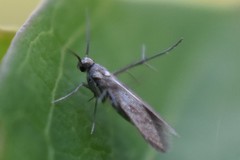 Schreckensteinia erythriella