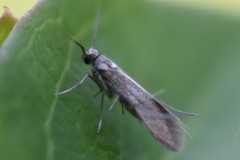 Schreckensteinia erythriella