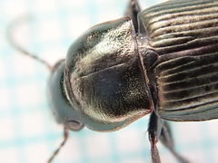 Harpalus distinguendus