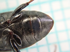 Harpalus distinguendus