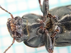 Harpalus distinguendus