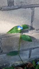 Commelina communis
