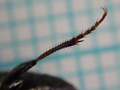 Harpalus distinguendus