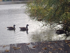 Branta canadensis