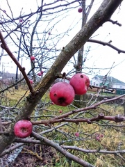 Malus × robusta
