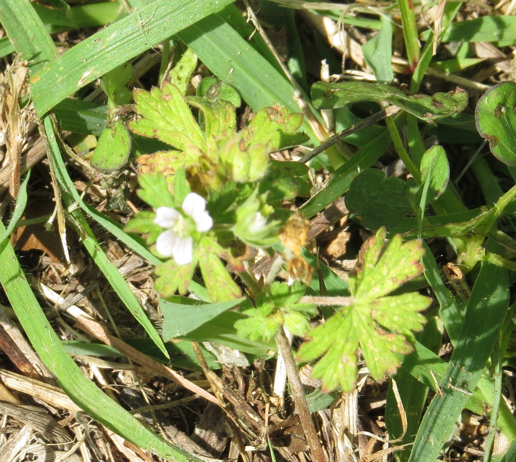 Geranium carolinianum var. carolinianum